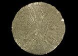 Pyrite Sun - Sparta, Illinois #69912-1